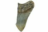 Partial, Fossil Megalodon Tooth - Serrated Blade #307294-1